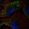 Caveolae Associated Protein 1 antibody, HPA074213, Atlas Antibodies, Immunofluorescence image 