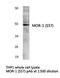 MOP antibody, LS-C177239, Lifespan Biosciences, Western Blot image 