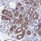 KIAA1328 antibody, HPA040946, Atlas Antibodies, Immunohistochemistry frozen image 