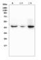 DAZ-associated protein 1 antibody, A07947-1, Boster Biological Technology, Western Blot image 