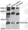 DNA-directed RNA polymerases I, II, and III subunit RPABC4 antibody, A9836, ABclonal Technology, Western Blot image 