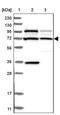 C2 Calcium Dependent Domain Containing 2 antibody, PA5-56591, Invitrogen Antibodies, Western Blot image 
