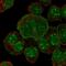 Solute Carrier Family 34 Member 1 antibody, HPA051255, Atlas Antibodies, Immunocytochemistry image 
