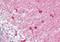 Syndapin 1 antibody, NB100-861, Novus Biologicals, Immunohistochemistry frozen image 