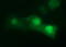 Cell division cycle protein 123 homolog antibody, M08251-1, Boster Biological Technology, Immunofluorescence image 