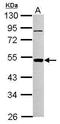 Phosphatidylinositol Glycan Anchor Biosynthesis Class A antibody, GTX102597, GeneTex, Western Blot image 