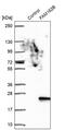Family With Sequence Similarity 162 Member B antibody, PA5-57523, Invitrogen Antibodies, Western Blot image 