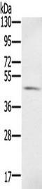 S100P Binding Protein antibody, TA350385, Origene, Western Blot image 