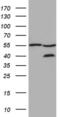 Zinc Finger FYVE-Type Containing 1 antibody, MA5-27254, Invitrogen Antibodies, Western Blot image 