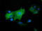 DnaJ Heat Shock Protein Family (Hsp40) Member A2 antibody, TA501709, Origene, Immunofluorescence image 