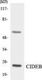 Cell Death Inducing DFFA Like Effector B antibody, LS-C291806, Lifespan Biosciences, Western Blot image 