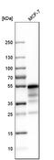 Na(+)/H(+) exchange regulatory cofactor NHE-RF1 antibody, HPA027247, Atlas Antibodies, Western Blot image 