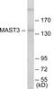 Microtubule Associated Serine/Threonine Kinase 3 antibody, EKC1635, Boster Biological Technology, Western Blot image 
