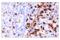 Leukocyte-associated immunoglobulin-like receptor 1 antibody, 60061S, Cell Signaling Technology, Immunohistochemistry paraffin image 