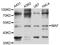 MAF BZIP Transcription Factor antibody, STJ24443, St John