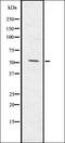 Protein B-Myc antibody, orb336723, Biorbyt, Western Blot image 