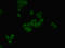 Homogentisate 1,2-Dioxygenase antibody, LS-C675861, Lifespan Biosciences, Immunofluorescence image 