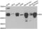 4-Hydroxyphenylpyruvate Dioxygenase antibody, LS-C334758, Lifespan Biosciences, Western Blot image 