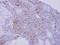 Nidogen 1 antibody, PA5-30103, Invitrogen Antibodies, Immunohistochemistry frozen image 