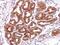 Annexin A13 antibody, PA5-27086, Invitrogen Antibodies, Immunohistochemistry frozen image 