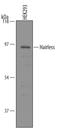Protein hairless antibody, AF5708, R&D Systems, Western Blot image 