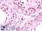 T-Box 1 antibody, LS-B10717, Lifespan Biosciences, Immunohistochemistry paraffin image 