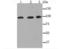 Dynamin 2 antibody, A01629-2, Boster Biological Technology, Western Blot image 