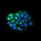 Stem-Loop Binding Protein antibody, A02964-2, Boster Biological Technology, Immunofluorescence image 