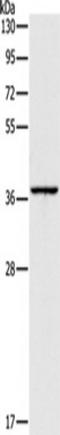 Apolipoprotein L2 antibody, TA350861, Origene, Western Blot image 