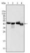 Apolipoprotein A4 antibody, AM20404SU-N, Origene, Western Blot image 