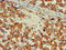 Zinc Finger Protein 816 antibody, LS-C680100, Lifespan Biosciences, Immunohistochemistry paraffin image 