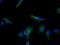 Lysyl Oxidase antibody, NB100-2527, Novus Biologicals, Immunofluorescence image 