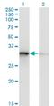 Translocase Of Outer Mitochondrial Membrane 34 antibody, H00010953-M02, Novus Biologicals, Western Blot image 