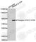 STAT3 antibody, AP0454, ABclonal Technology, Western Blot image 