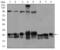 RAB4A, Member RAS Oncogene Family antibody, GTX60601, GeneTex, Western Blot image 
