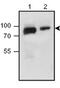 Nectin Cell Adhesion Molecule 3 antibody, ab63931, Abcam, Western Blot image 