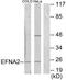 Elf1 antibody, TA311882, Origene, Western Blot image 