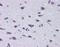 Diencephalon/Mesencephalon Homeobox 1 antibody, PA5-68879, Invitrogen Antibodies, Immunohistochemistry frozen image 