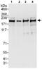 hINO80 antibody, ab118787, Abcam, Western Blot image 