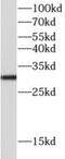 Prohibitin antibody, FNab06800, FineTest, Western Blot image 