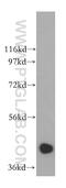 Sialic acid synthase antibody, 15163-1-AP, Proteintech Group, Western Blot image 