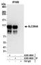 Zinc transporter ZIP6 antibody, A305-489A, Bethyl Labs, Immunoprecipitation image 