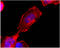 Sphingosine 1-phosphate receptor 4 antibody, OAEG00209, Aviva Systems Biology, Western Blot image 