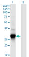 Translation Machinery Associated 16 Homolog antibody, LS-C134084, Lifespan Biosciences, Western Blot image 