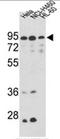 HMP antibody, AP17502PU-N, Origene, Western Blot image 
