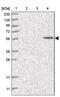 Solute Carrier Family 43 Member 3 antibody, PA5-56497, Invitrogen Antibodies, Western Blot image 