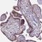 Mannosidase Alpha Class 1C Member 1 antibody, NBP2-14217, Novus Biologicals, Immunohistochemistry paraffin image 