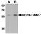 HEPACAM Family Member 2 antibody, LS-B8888, Lifespan Biosciences, Western Blot image 