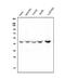 Ribonuclease/Angiogenin Inhibitor 1 antibody, M04147, Boster Biological Technology, Western Blot image 
