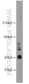 Spermatid Associated antibody, 17826-1-AP, Proteintech Group, Western Blot image 